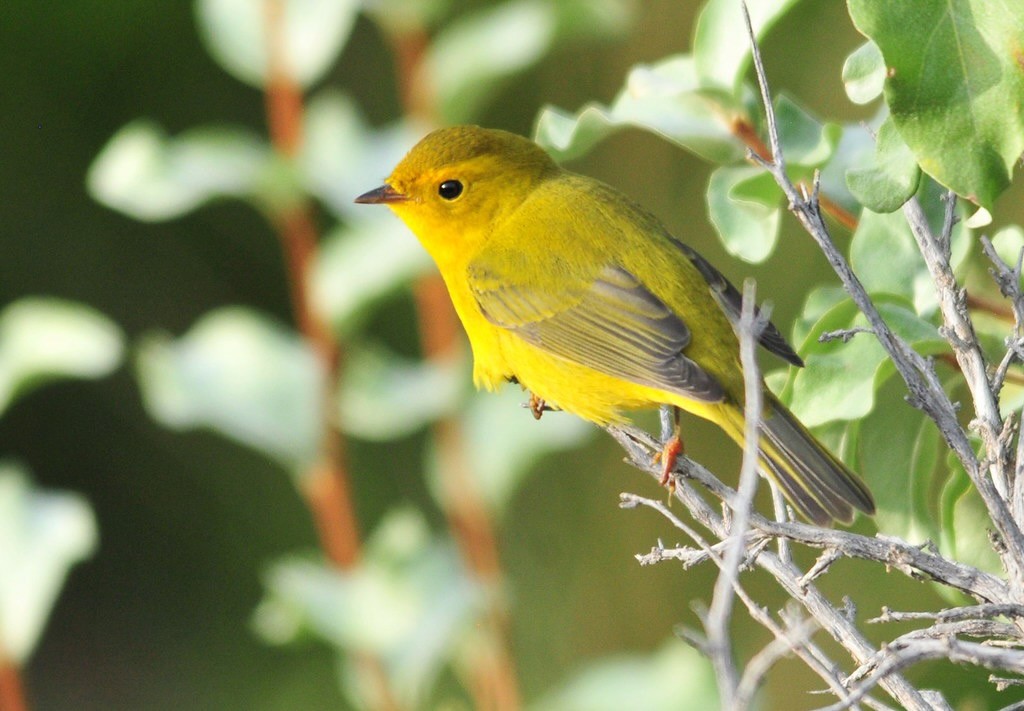 Wilson's Warbler Seedskadee NWR 02 by Tom Koerner/USFWS Mountain Prairie is licensed under CC BY 2.0.
